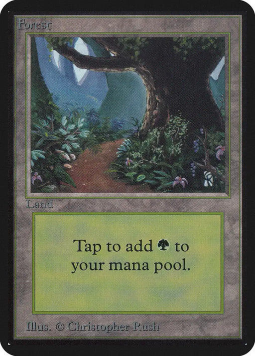 Forest (295) [Alpha Edition] - MTG Single