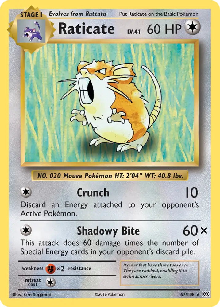 Raticate (67/108) [XY: Evolutions] - Pokemon Single
