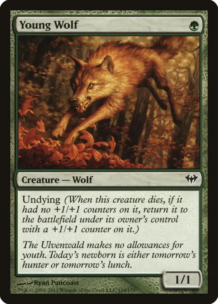 Young Wolf [Dark Ascension] - MTG Single